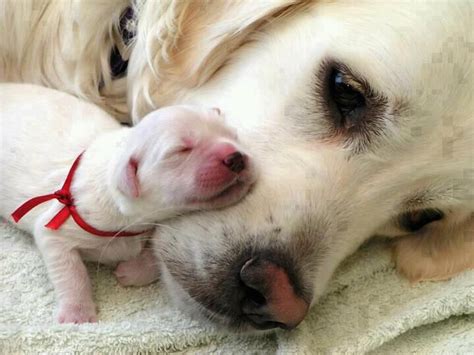 puppy-with-mommy-10 | Newborn puppies, Sleeping puppies, Puppy snuggles