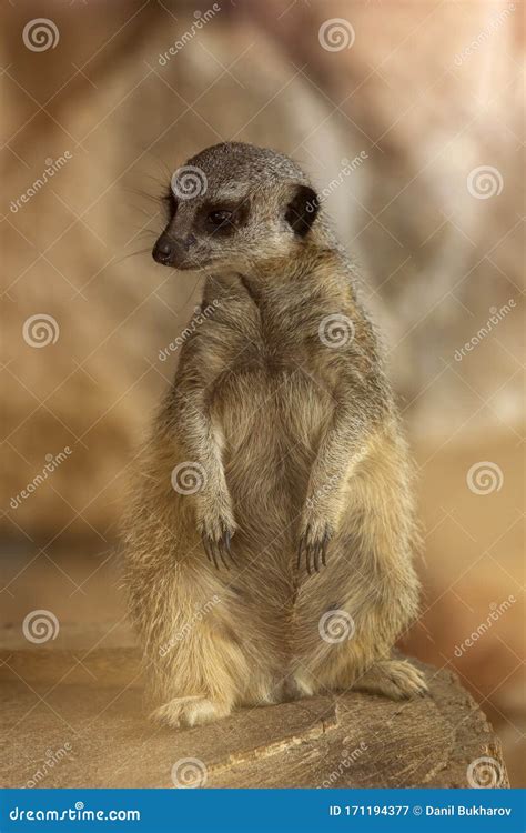 Cute Female Meerkat Living in a Zoo Stock Image - Image of meerkat, brown: 171194377