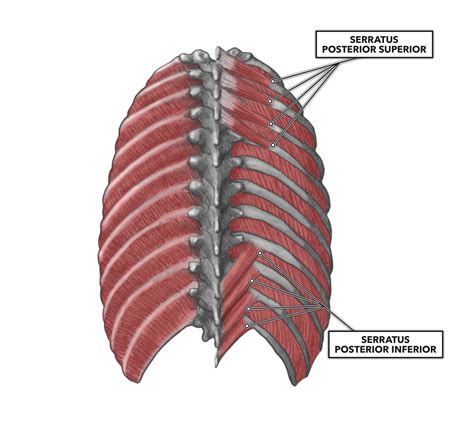 Thoracic Vertebrae Muscles