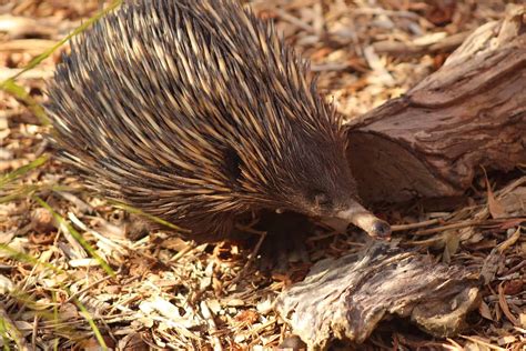 20 Animals of the Australian Outback - Facts.net