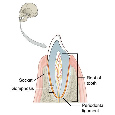 Fibrous joints | Radiology Reference Article | Radiopaedia.org