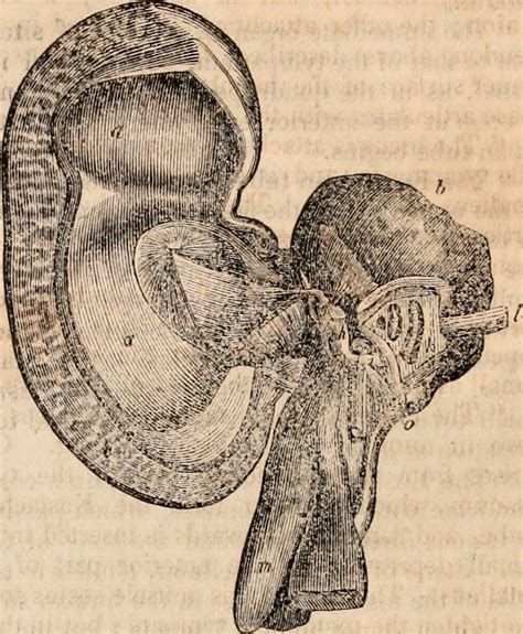 Image from page 603 of "The cyclopædia of anatomy and phys… | Flickr