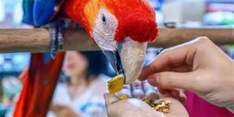 25 Amazing Macaw Facts | Some even shocked us! | Hutch and Cage