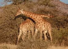 Giraffe Male Adult & Young Male Free Stock Photo - Public Domain Pictures