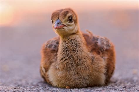 Cute peacock baby | This cute peacock chick was sitting on t… | Flickr