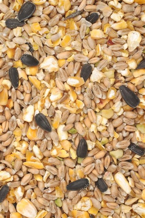 Bird seed mix Stock Photo by ©Dpimborough 38104105