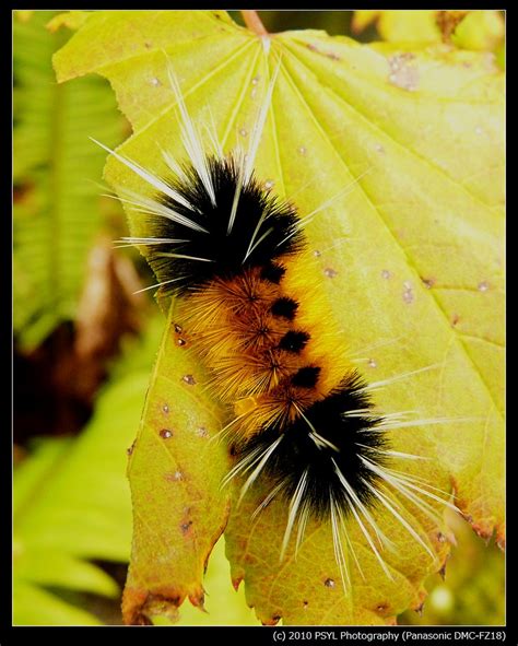 Spotted Tussock Moth Caterpillar (Lophocampa maculata) | Flickr