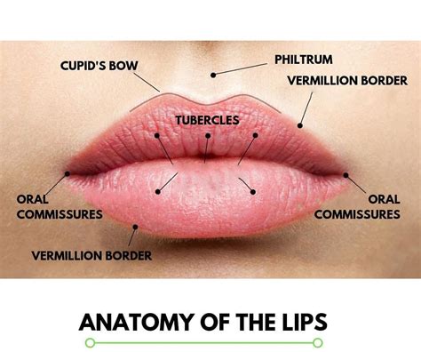 Anatomy Of Lip - Anatomy Book