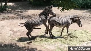 [NEW] Zebra Mating And Giving Birth - Animals Mating Best Moments on Make a GIF