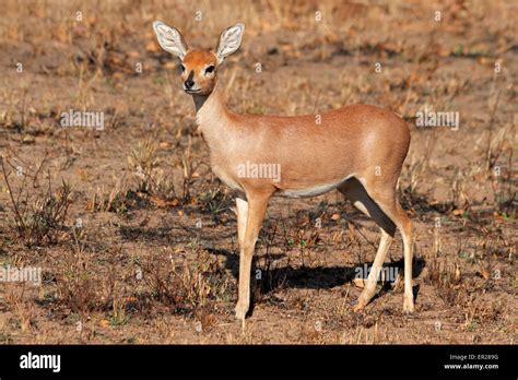 Steenbok female antelope ears hi-res stock photography and images - Alamy