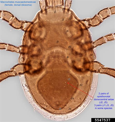 House fly mite (Macrocheles muscaedomesticae)