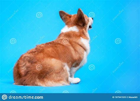 Rear View Back Dog Cute Welsh Corgi Pembroke, Looking Up Over Blue Background. Touchy and ...