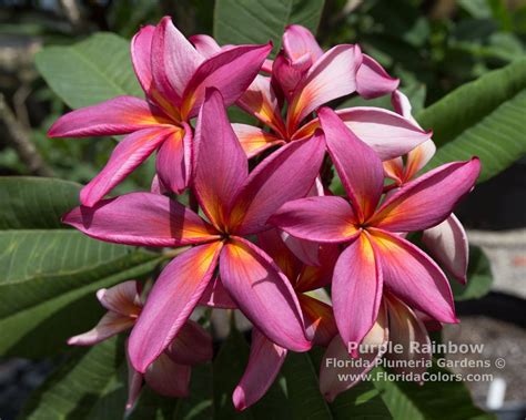 Related image | Plumeria, Plumeria flowers, Purple flowers