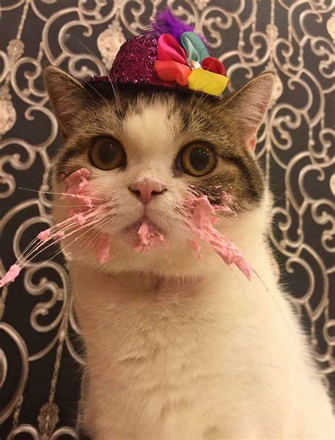 This Cat Eating A Cake On His Birthday Is... - awesome-picz