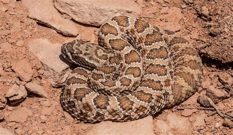 Arizona snake identification: Phoenix, Scottsdale, Tucson and ...