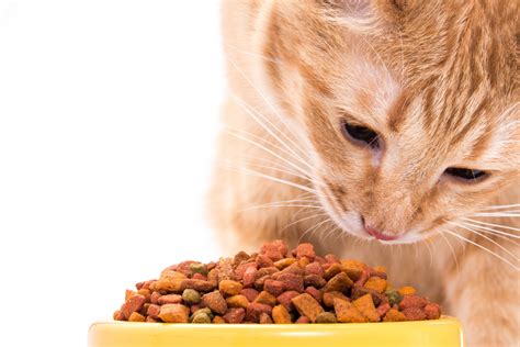 Effect of functional pet food ingredients - All About Feed