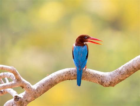 Indian Bird Photography Tours - Wildlife Photo Safaris