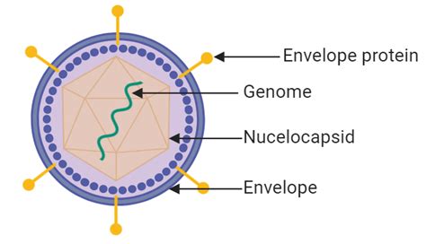 What is the Structure of a Virus? | History and Characteristics