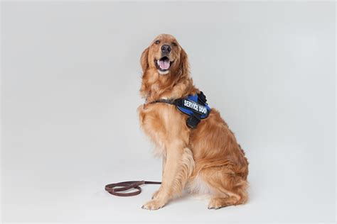 Golden Retriever Service Dog 5 | View this image on our site… | Flickr