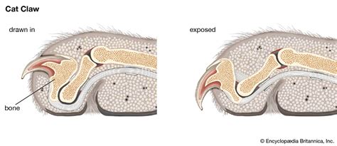 Claw | Structure, Function, Adaptation, & Facts | Britannica