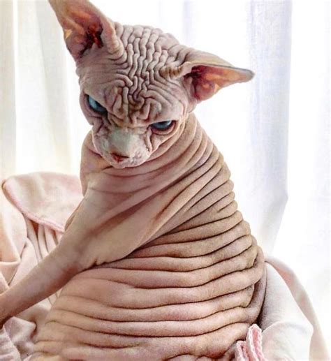 Ugliest Cat Breeds