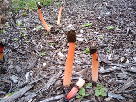 Weird Mushroom Id (pics) - Mushroom Hunting and Identification - Shroomery Message Board