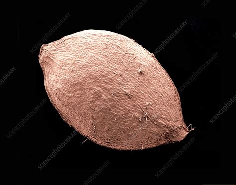 Nettle (Urtica dioica) Seeds, SEM - Stock Image - C028/4013 - Science Photo Library