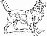 Dibujos de Perros Para Colorear E Imprimir Gratis sketch template