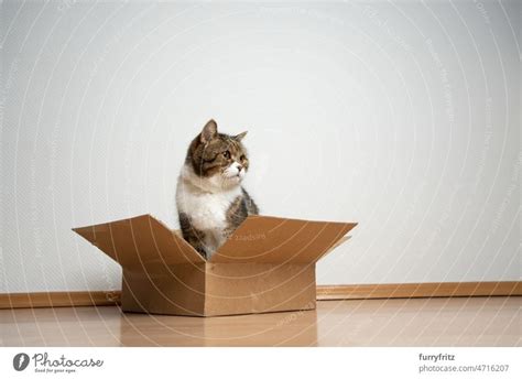 cat sitting inside of small sized cardboard box on the floor - a Royalty Free Stock Photo from ...