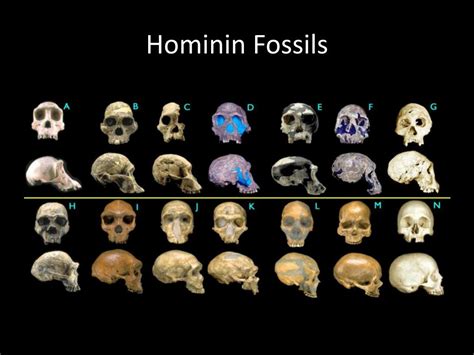 PPT - Hominin Fossils PowerPoint Presentation, free download - ID:182445