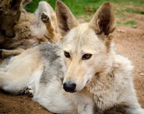 Coyote Dog Hybrid