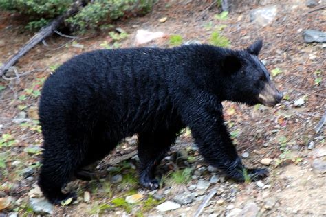 American black bear | American black bear, Black bear, Bear hunting