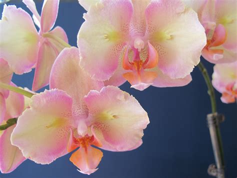 phalaenopsis orchid Phalaenopsis Orchid Care, Orchids, Indoor Plants ...