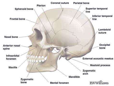 Anatomical skull - side | Medical anatomy, Human anatomy and physiology, Radiology imaging