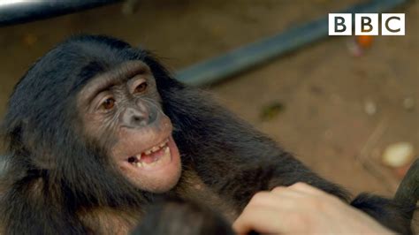 Making a chimp laugh | Animals in Love - BBC - YouTube