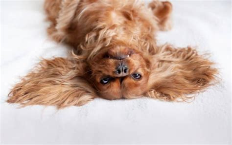 Hip Dysplasia: Is Your Cavalier Likely To Get It | My Cavvy