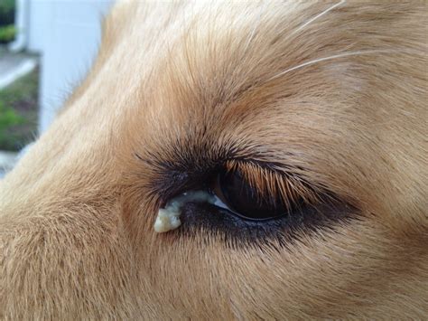 How Do I Clean My Dogs Gunky Eyes