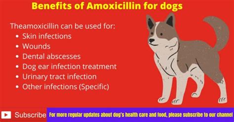 How much amoxicillin for dogs? Safe Amoxicillin Dosage
