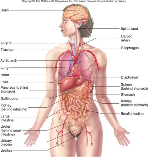 human anatomy에 대한 이미지 검색결과 | Human Anatomy | Pinterest