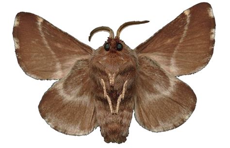 Moth PNG transparent image download, size: 750x484px