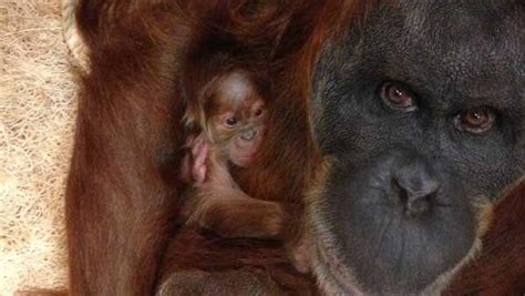 It's a girl — baby orangutan born at St. Louis Zoo | Entertainment | stltoday.com