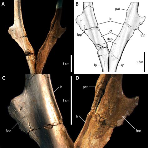 The Homology, form, and Function of the Microraptorine Lateral Pubic Tubercle