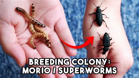 Best Way To Get a Morio / Superworm To Pupate! (+ Setting Up A Breeding Colony) - YouTube