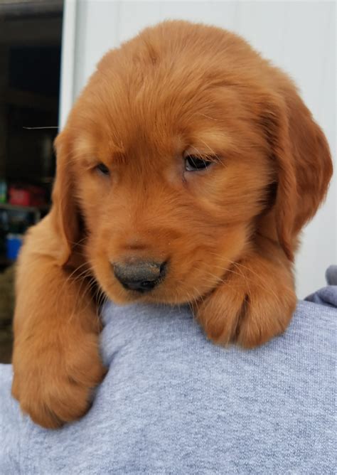 Dark Red Golden Retriever Breeders Near Me - Dark Red Golden Retriever Puppies For Sale Near Me ...