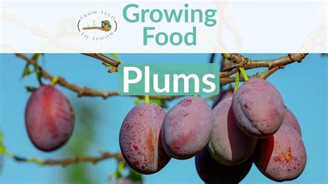 Plums: How to Grow and When to Plant in Your Backyard or Patio Garden ...