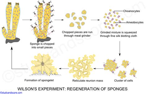 Eksperyment Wilsona - proces regeneracji u gąbek. Meat Grinder, Sponges ...