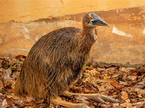 Dwarf Cassowary Bird Facts (Casuarius bennetti) | Birdfact