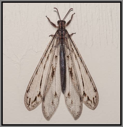 Antlion (Vella americana) Adult photo - Daniel D. Dye photos at pbase.com