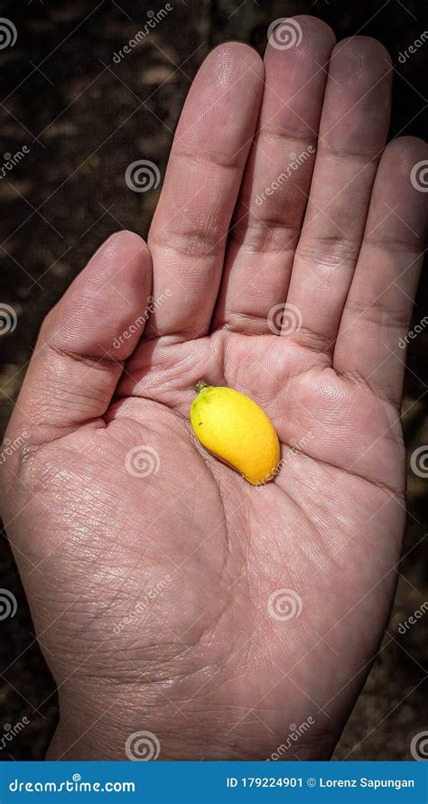 Tiny Mango on Hand stock image. Image of fruit, mango - 179224901