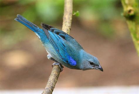 sanhaçu-de-encontro-azul (Tangara cyanoptera) | WikiAves - A Enciclopédia das Aves do Brasil